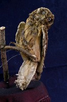 藏品(短耳鴞)的圖片